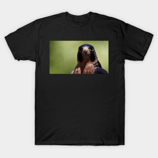 Peregrine Falcon T-Shirt